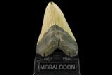 Bargain, Fossil Megalodon Tooth - North Carolina #124913-2